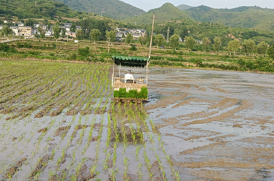 郧阳区安阳镇陈营村：机械插秧忙 农田“披绿装”