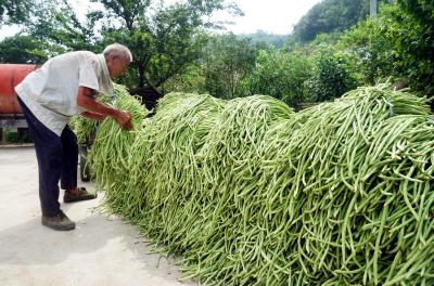 郧阳：“订单”蔬菜产销两旺