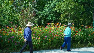 郧阳：乡村公路变花海 美丽乡村入画来