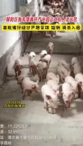 1500只猪仔消杀入园！郧阳区新希望循环产业园正式投入试运营。#新希望#猪仔#养猪