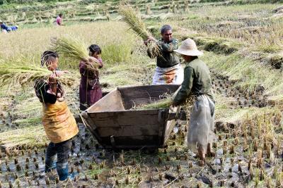 郧阳区鲍峡镇：胭脂米喜获丰收