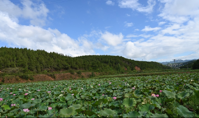 郧阳区安阳镇：荷塘经济扮“靓”乡村