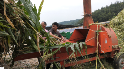 郧阳区青曲镇：秸秆养牛让“生态包袱”妙变“绿色财富”