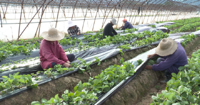 草莓管护紧  冬桃采摘忙