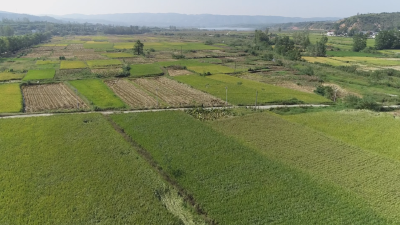 郧阳区安阳镇：秋播秋种正当时 绘就来年好“丰”景