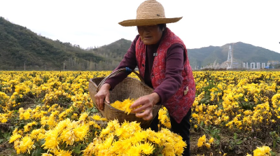 【乡村振兴新画卷】五峰乡：又是一年菊花黄 香飘山野致富忙