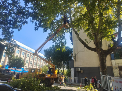 郧阳区园林所：开展行道树冬季管理  提升城区绿化美化水平