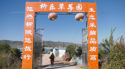 【乡村振兴新画卷】郧阳区柳陂镇：草莓抢“鲜”上市 开启“莓”好时光