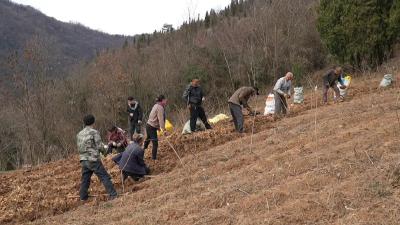 【乡村振兴新画卷】郧阳区大柳乡：中药材产业拓宽群众致富路