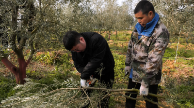 郧阳区：抢抓冬季科学育苗 助力油橄榄产业提质增效