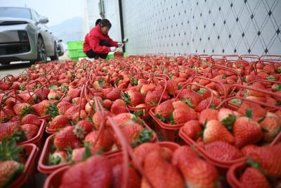 郧阳区柳陂镇沙洲村：草莓元旦“抢鲜”上市