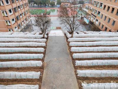 郧阳区：茶苗住进“保暖房”