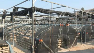 【乡村振兴新画卷】郧阳区：5600万棒香菇书写乡村振兴新答卷