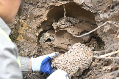 郧阳区：水库白蚁防治不停歇