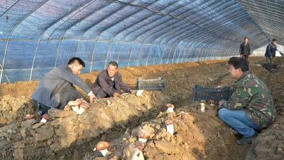 【乡村振兴新农人】王君：郧阳“松茸大王”的致富梦