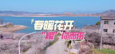春暖花开  “樱”你而来