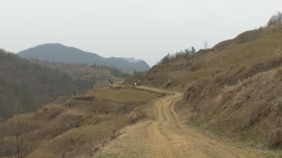 郧阳区：大力发展油茶产业 为乡村振兴“增金添绿”