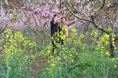 郧阳区：人面桃花相映红