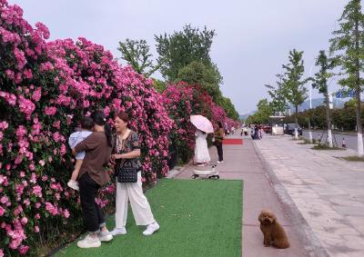 郧阳区：蔷薇花墙成为市民“打卡点”