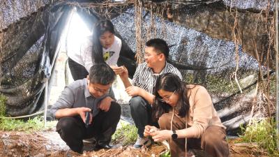 国家食用菌产业技术体系专家组到郧阳区调研