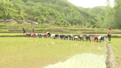乡村振兴新画卷|郧阳区四十亩胭脂稻开插稻秧