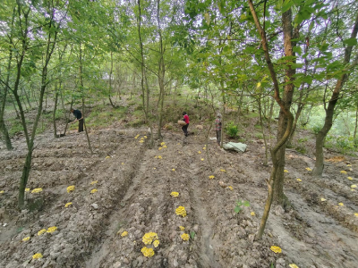 郧阳区白桑关镇：林下经济让“绿水青山”变“金山银山”