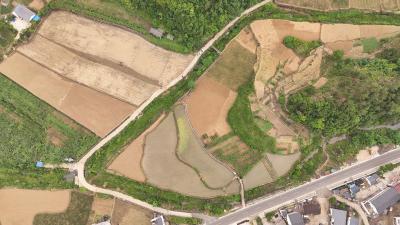 郧阳：旱地改水田 机械插秧忙