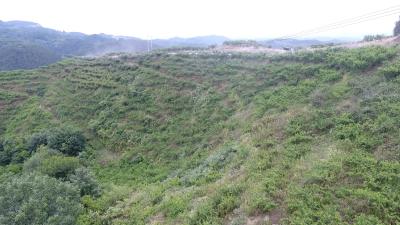 郧阳区红门铺村：“桃”满挂枝头   农旅融合助增收