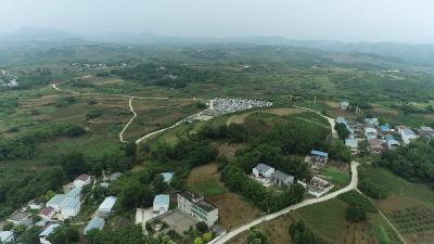 郧阳区梅铺镇圩坪村：“麻”上致富 千亩青花椒喜获丰收