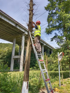 郧阳区：清理枯树除隐患 畅通道路保安全