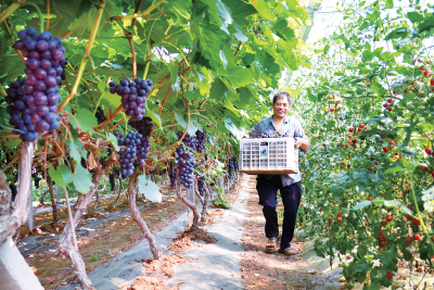 郧阳区：生态葡萄 甜蜜增收