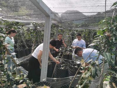 沧浪山国家森林公园：培育特色产业 助力乡村振兴