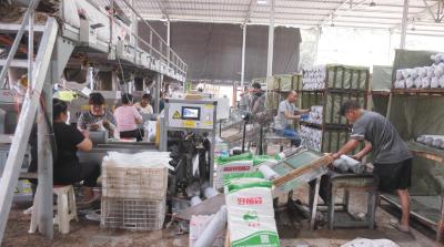 白桑关镇：引进智能设备 加快菌棒生产