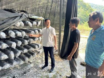 郧阳区白桑关镇：点菌育菌正当时