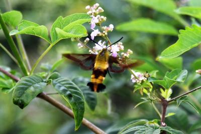 国家二级保护昆虫长喙天蛾现身郧阳区