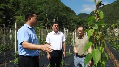 郧阳区：巧用金融活水 助力和美乡村建设