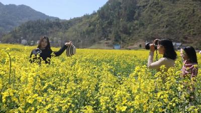 乡村振兴新画卷 | 五峰乡：“繁花盛宴” 点燃 “春日经济”