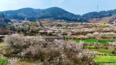 相约春天赏樱花 | 十堰郧阳：樱花朵朵，晕染春日的温柔底色