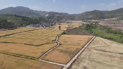 十堰郧阳：32万余亩小麦开镰收割 麦浪滚滚好“丰”景