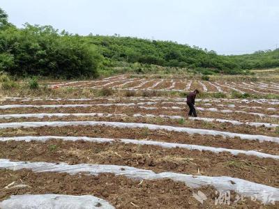 十堰郧阳：“地膜+滴灌”抗旱组合拳为"甜蜜事业"保驾护航