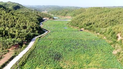十堰郧阳：荷叶田田 荷花灼灼