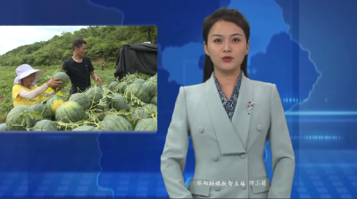 【好山好水育优品】安阳镇：原生态种植 打造优质西瓜输出基地