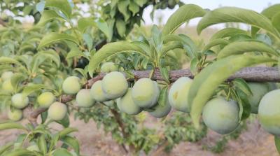 十堰郧阳：蜂糖李缀满枝头 甜蜜产业富乡邻​