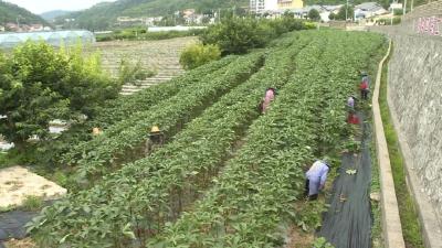 十堰郧阳：山泉滋养 "生态菜" 成为市场“香饽饽”