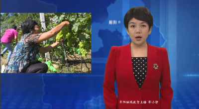 【好山好水育优品】谭家湾镇：葡萄飘香待客来