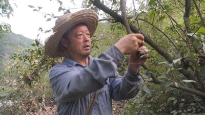 林下经济点“绿”成“金” | 郧阳区：挖掘野生资源 “野果”变“金果”