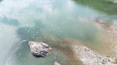 十堰郧阳：水清鱼游白鹭飞