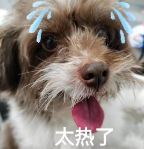 这么热不报40℃？权威回应