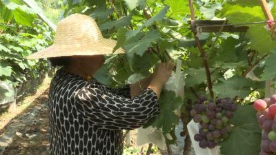 好山好水育优品｜谭家湾镇：葡萄飘香待客来
