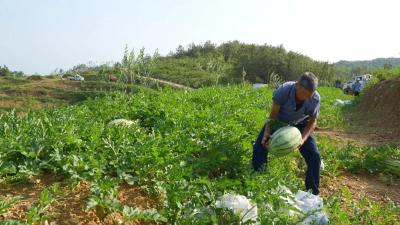 林下经济点“绿”成“金” | 林下西瓜飘香 田间地头丰收忙